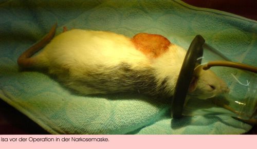 Isa in der Narkosemaske