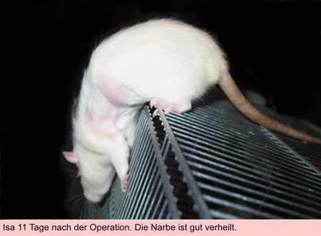 Isa 11 Tage nach der Operation. Die Narbe ist gut verheilt.