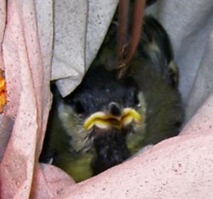 jungvogel